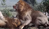 Trong cuộc chiến giành bạn tình của hai con sư tử đực tại vườn quốc gia Masai Mara ở Kenya, một con sư tử chiếm thế thượng phong vật đối thủ xuống đất, giành chiến thắng bằng cách ra đòn sinh tử hạ gục đối thủ.