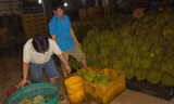 Đột kích cơ sở ép sầu riêng chín bằng hóa chất cực độc