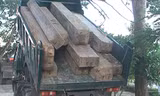 Số gỗ lậu tang vật. Ảnh: Uyên Nhi.
