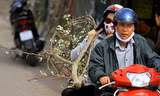 Người dân Thủ đô thích thú chơi hoa lê sau Tết