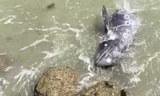 Con cá heo tuyệt vọng tự lao đầu vào bãi đá. Ảnh: The Dolphin Project.