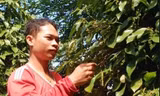 Anh Nguyễn Vũ Phong thu hoạch tiêu ẢNH: HÒA HỘI 