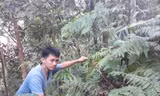 Lù A Kiều đang tìm tổ ong đất
