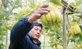 Làng tỷ phú nhờ “bàn tay Phật”