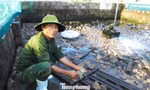 Giúp người dân thoát nghèo từ mô hình nuôi ếch Thái