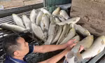 Nguyên nhân cá chết hàng loạt trên sông Lam