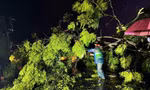 Người đàn ông tử vong do cây phượng gãy đổ trong mưa lớn
