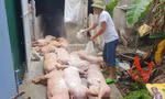 'Căng mình' chống dịch tả lợn châu Phi
