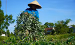 Nhiều hộ dân ở Hà Tĩnh thoát nghèo từ trồng một loại cây trên đất cằn cỗi