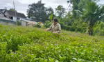 Cây dược liệu giúp bà con vùng cao thoát nghèo
