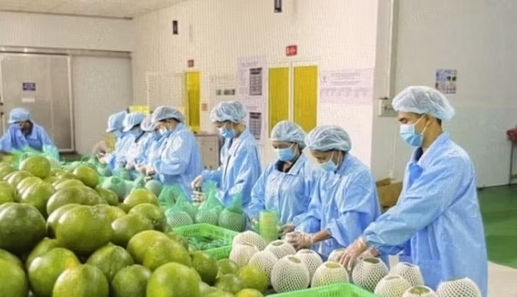 Bộ Nông nghiệp khuyến cáo 'nóng' khi Úc dừng nhập bưởi Việt Nam 