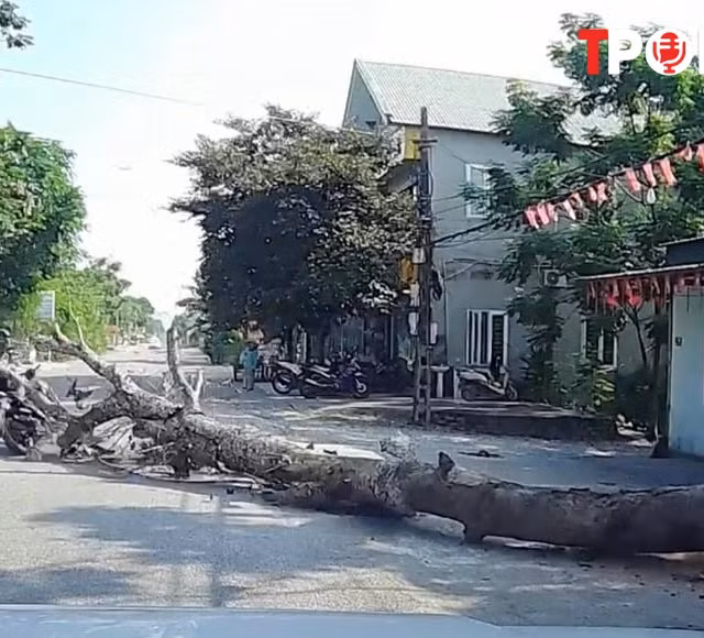 NÓNG 10/9: Vụ cưa cây đổ ra đường, đè chết người đi xe máy ở Thanh Hóa: Trách nhiệm pháp lý ra sao?