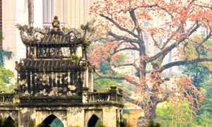 Hà Nội rực đỏ sắc hoa gạo trong những ngày giao mùa