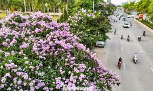 Hoa bằng lăng nhuộm tím Hà Nội