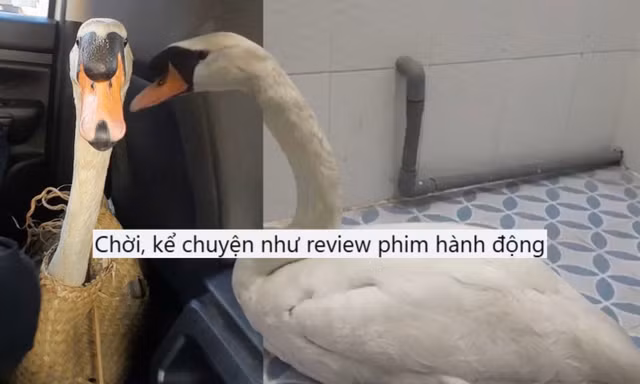 Vụ trộm thiên nga ở Thảo Cầm Viên: Dân mạng đòi dựng thành phim điện ảnh