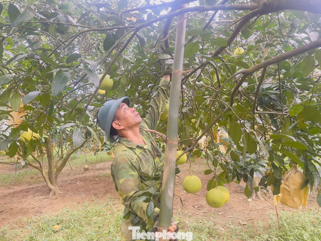tp-anh-3-chsl.jpg