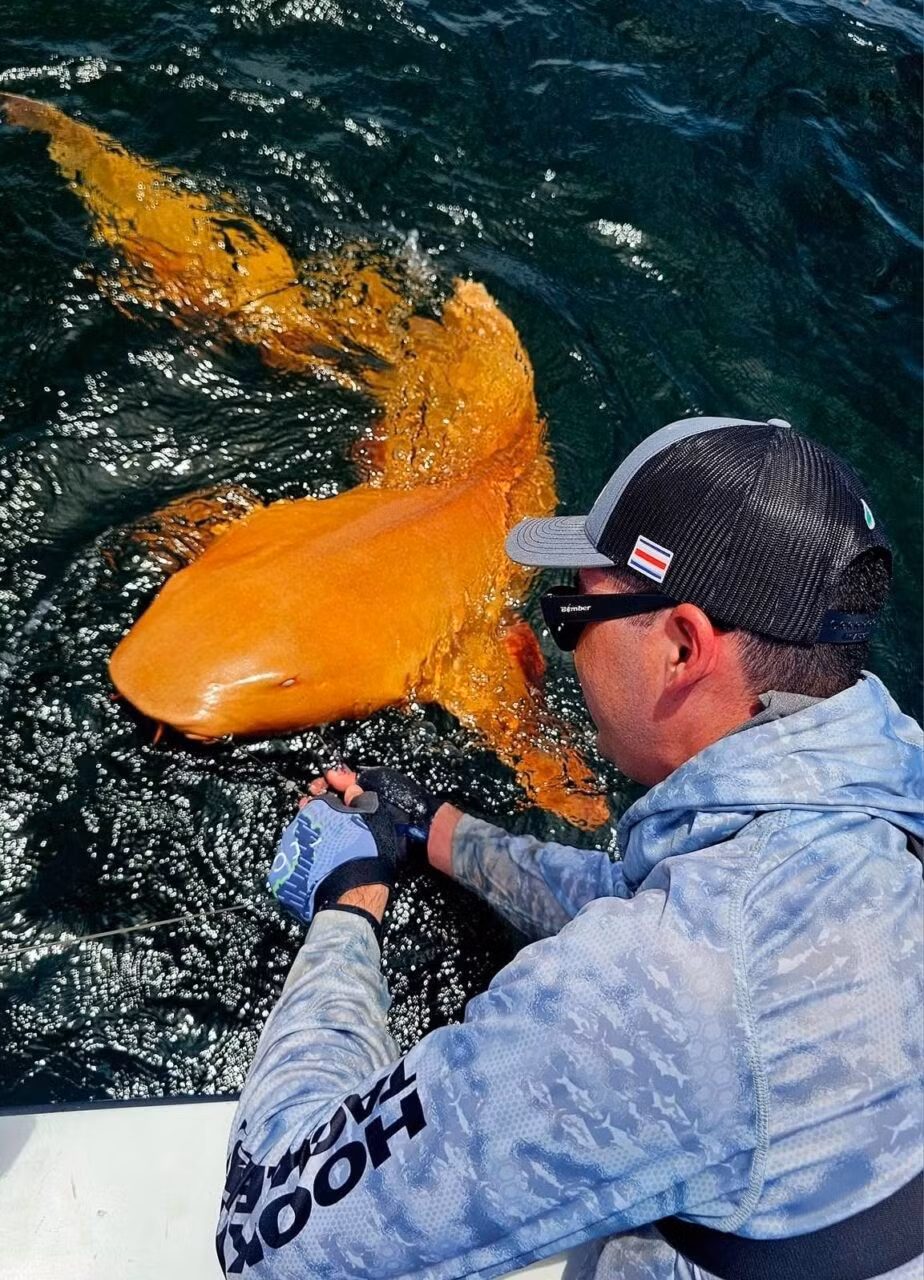 orange-nurse-shark-xanthism-inli.jpg