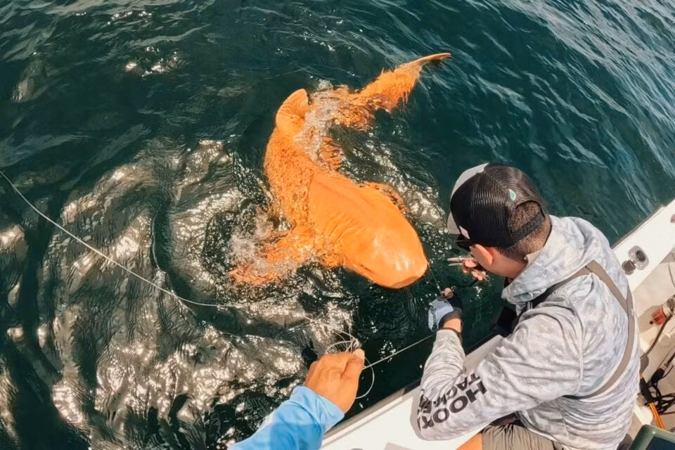 orange-shark-xanthism-main-960x6.jpg
