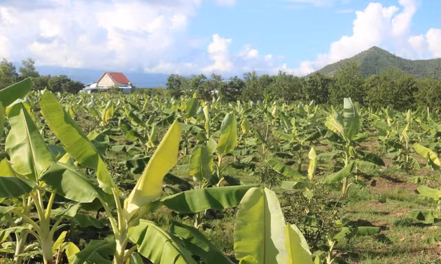 Trung tâm Dịch vụ nông nghiệp Khánh Hòa “bỏ hoang” đất công nhiều năm
