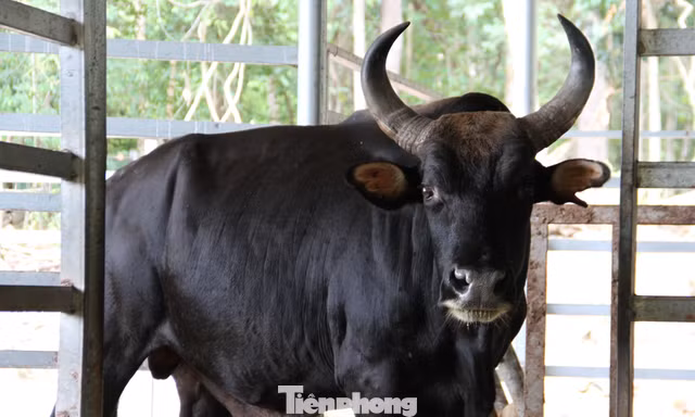 Tận thấy đàn bò tót lai quý hiếm ở Khánh Hòa