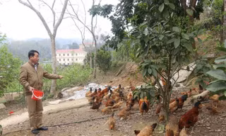 Cựu chiến binh Lạng Sơn phát triển, chăn nuôi gia cầm. 