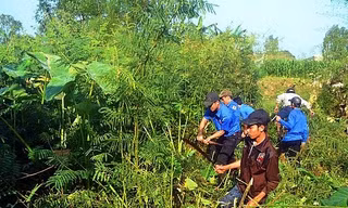 Sinh vật ngoại lai lan rộng: Nguy cơ mất rừng, nghẽn sông, đe dọa an ninh sinh thái