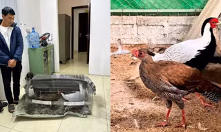 Chuyện hi hữu: 10 con gà, án 6 năm tù và lời cảnh tỉnh từ Sách Đỏ