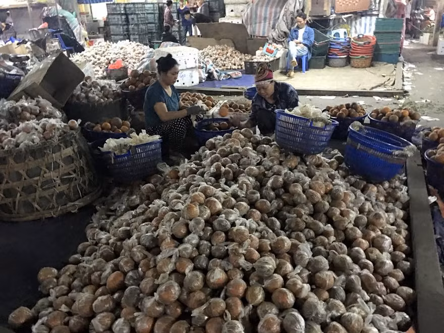 Hình ảnh cam sành Hà Giang được bọc túi nilon cùng chất bảo quản độc hại được lan truyền trên mạng xã hội