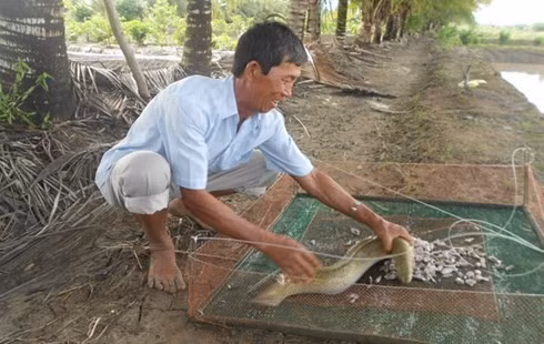 Với cách nuôi bài bản, khoa học, cá chình của Bảy Ánh luôn khỏe mạnh, mau lớn.