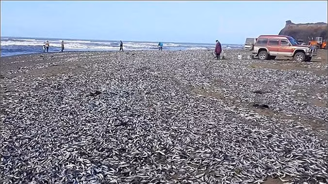 Hình ảnh bờ biển Sakhalin, gần eo biển Tatar trắng xóa vì hàng trăm ngàn con cá mòi.