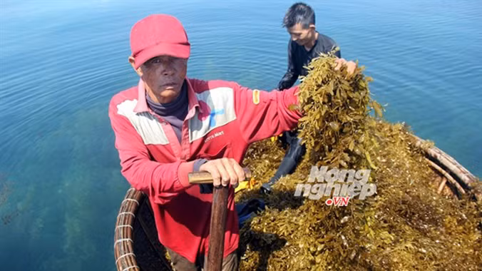 Anh Trần Minh Trang và ông Trần Minh Việt chèo thuyền thúng vớt rong.