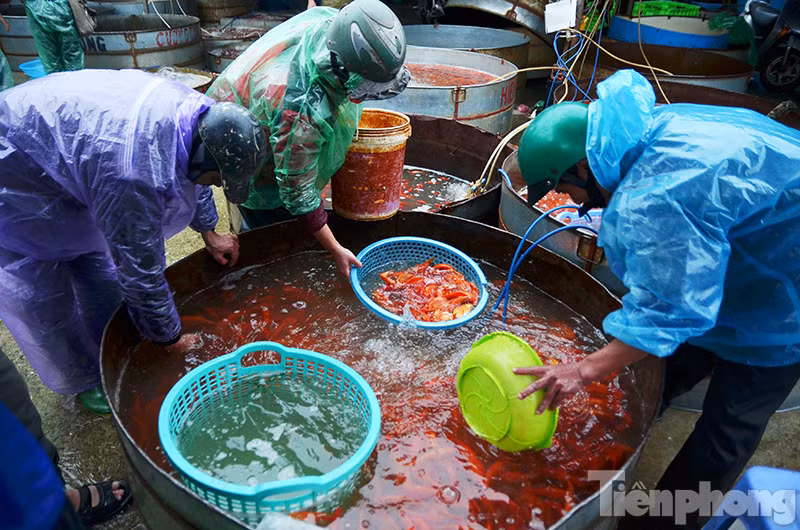 Chợ cá Yên Sở (Hoàng Mai, Hà Nội) là một trong những chợ cá đầu mối lớn nhất tại Hà Nội hiện nay. 