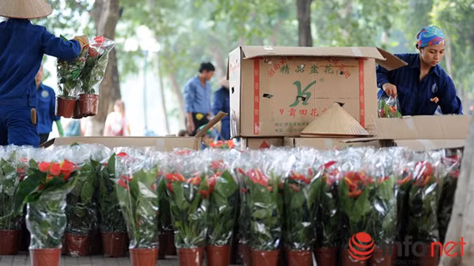 Việc bỏ hoa trong những thùng cát tông có chữ nước ngoài khiến nhiều người hoài nghi về nguồn gốc của hoa đang trang trí. Ảnh: Infonet.