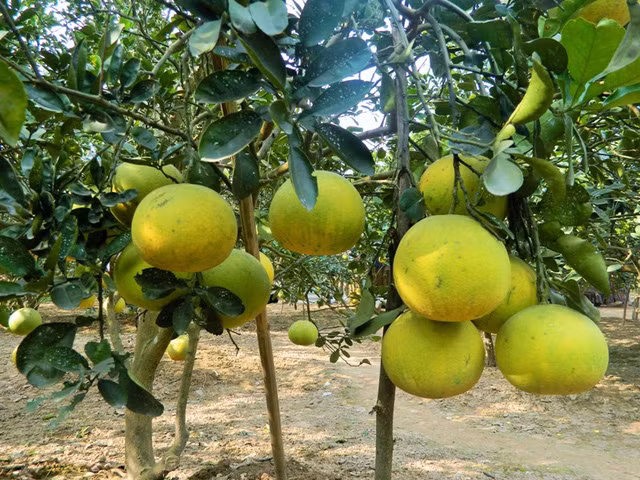 Những chùm bưởi sai trĩu cành.