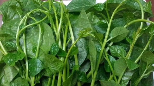 Rau mồng tơi tốt cho sinh lý đàn ông