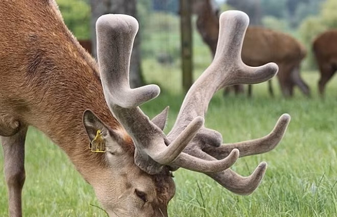 Nhung hươu - vị thuốc bạc triệu chữa yếu sinh lý