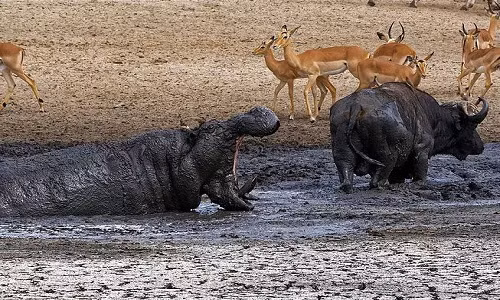 Hà mã ngoác miệng thị uy nhằm đuổi trâu rừng khỏi vũng nước. Ảnh: Latest Sightings.