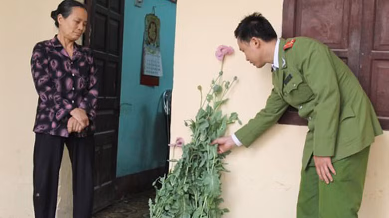 Trồng 'rau sạch'.... anh túc để chữa đau lưng