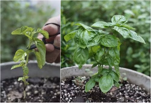 Húng quế: Vị thuốc quý dễ mua dễ trồng