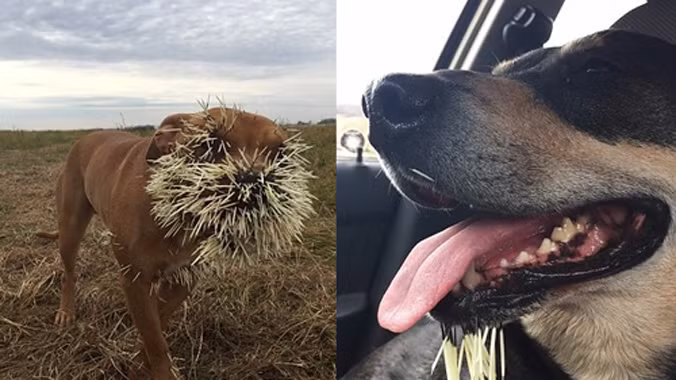 Mahalo (trái) và Soliah (phải), bị lông nhím cắm đầy mặt. Ảnh: Buzz Feed.