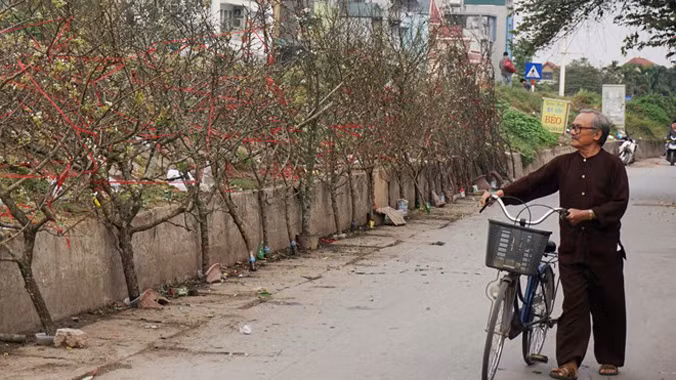 Đào rừng còn nhiều nụ, thân mốc, dáng đẹp, có thể giúp người mua chơi hết tháng Giêng . Ảnh: Diệp Sa.