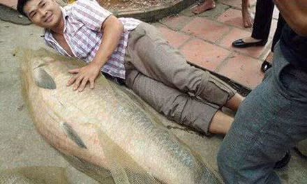 Con cá trắm nặng 52 kg bắt ở hồ Núi Cốc. Ảnh facebook.