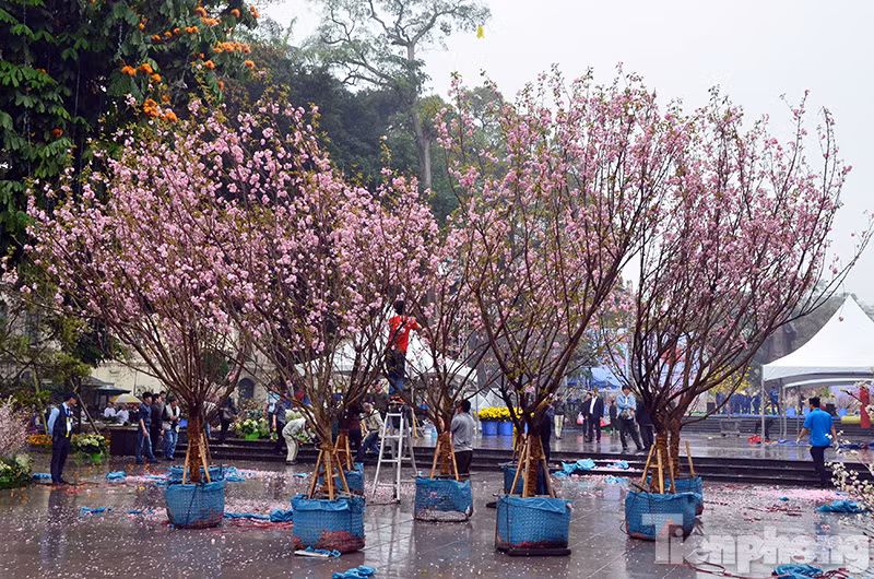 Hoạt động trưng bày hoa anh đào Nhật Bản tại vườn hoa tượng đài Lý Thái Tổ là một trong những hoạt động nổi bật của chương trình “Giao lưu văn hóa Nhật Bản và tiếp nhận cây hoa anh đào tại Hà Nội” diễn ra ngày 19, 20/3.