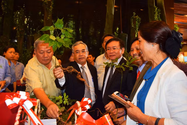 Lần đầu triển lãm sâm Ngọc Linh