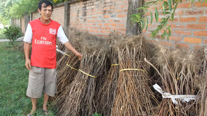 Nông dân hai xã Khánh Sơn và Nghi Kiều điêu đứng vì ớt Trung Quốc. Ảnh: P.S