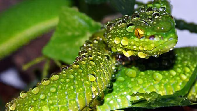 Rắn lục đuôi đỏ.