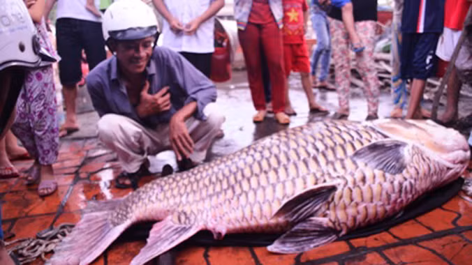 Con cá hô bán được hơn 162 triệu đồng.