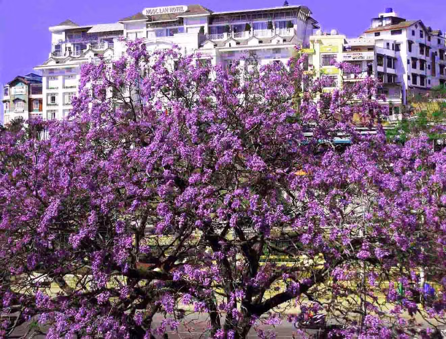 Cây phượng tím lâu năm nhất ở Đà Lạt