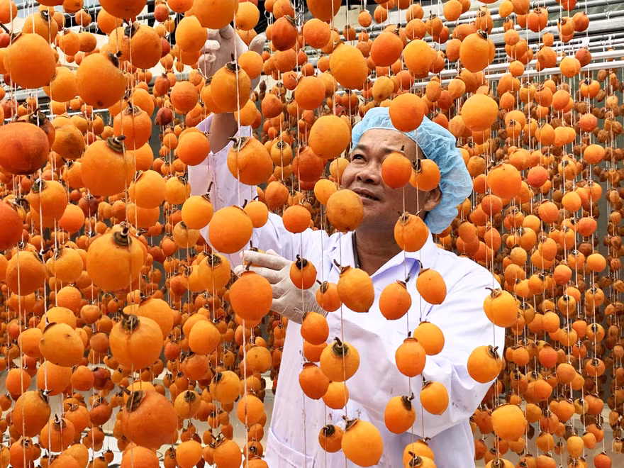 Anh Mai Xuân Long đi đầu trong việc sấy gió quả hồng