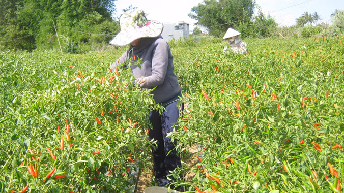 Tiếc của, dân hái ớt về phơi khô